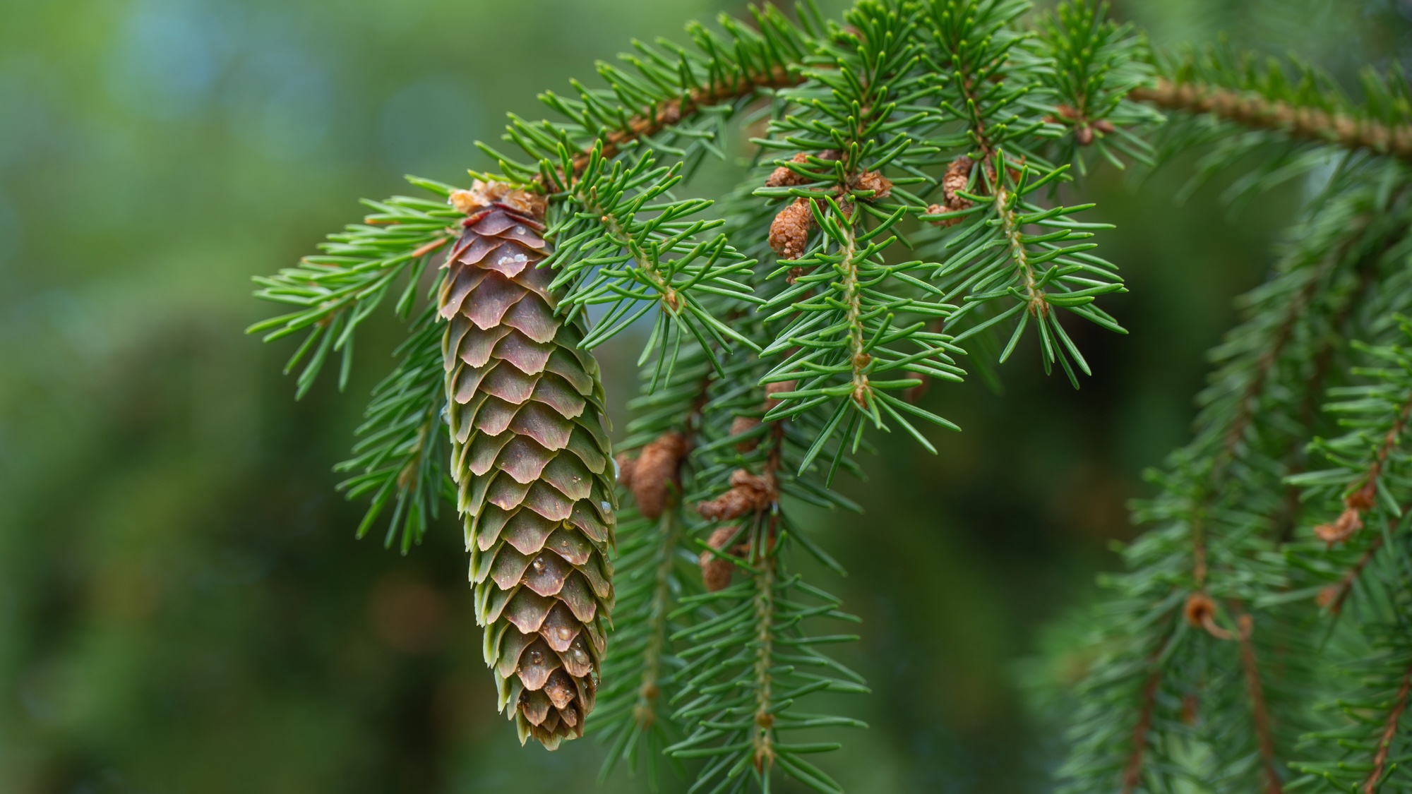 Seed cone of the evergreen Norway spruce tree, Picea abies.