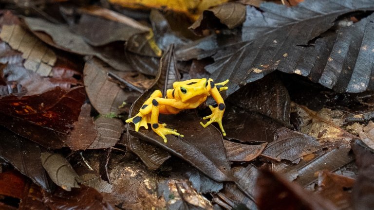 Panamanian golden frog on leaves in forest