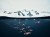 penguins swimming