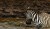a zebra faces off with a crocodile