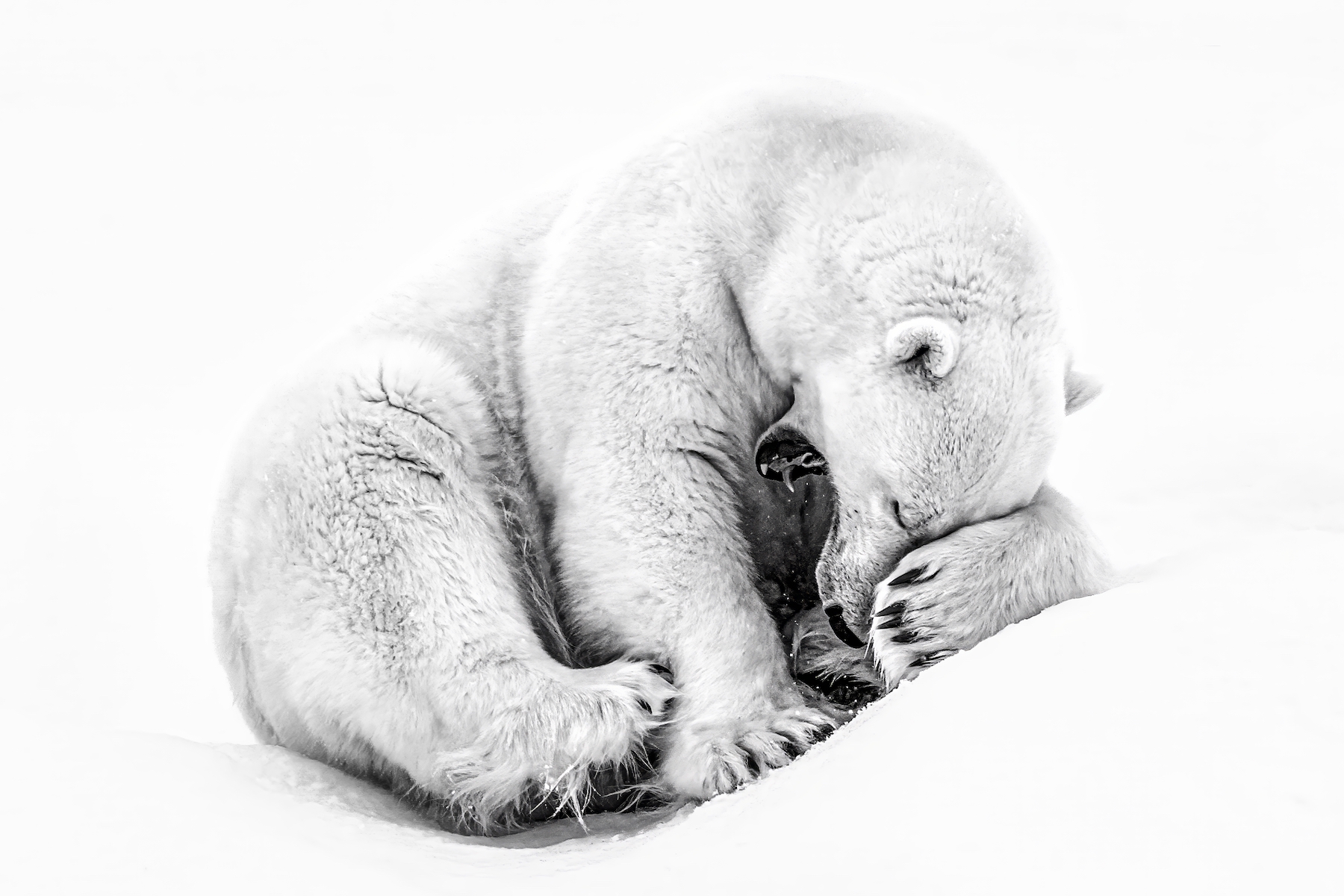 a polar bear putting its head in its paw