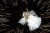 white owl photographed from below