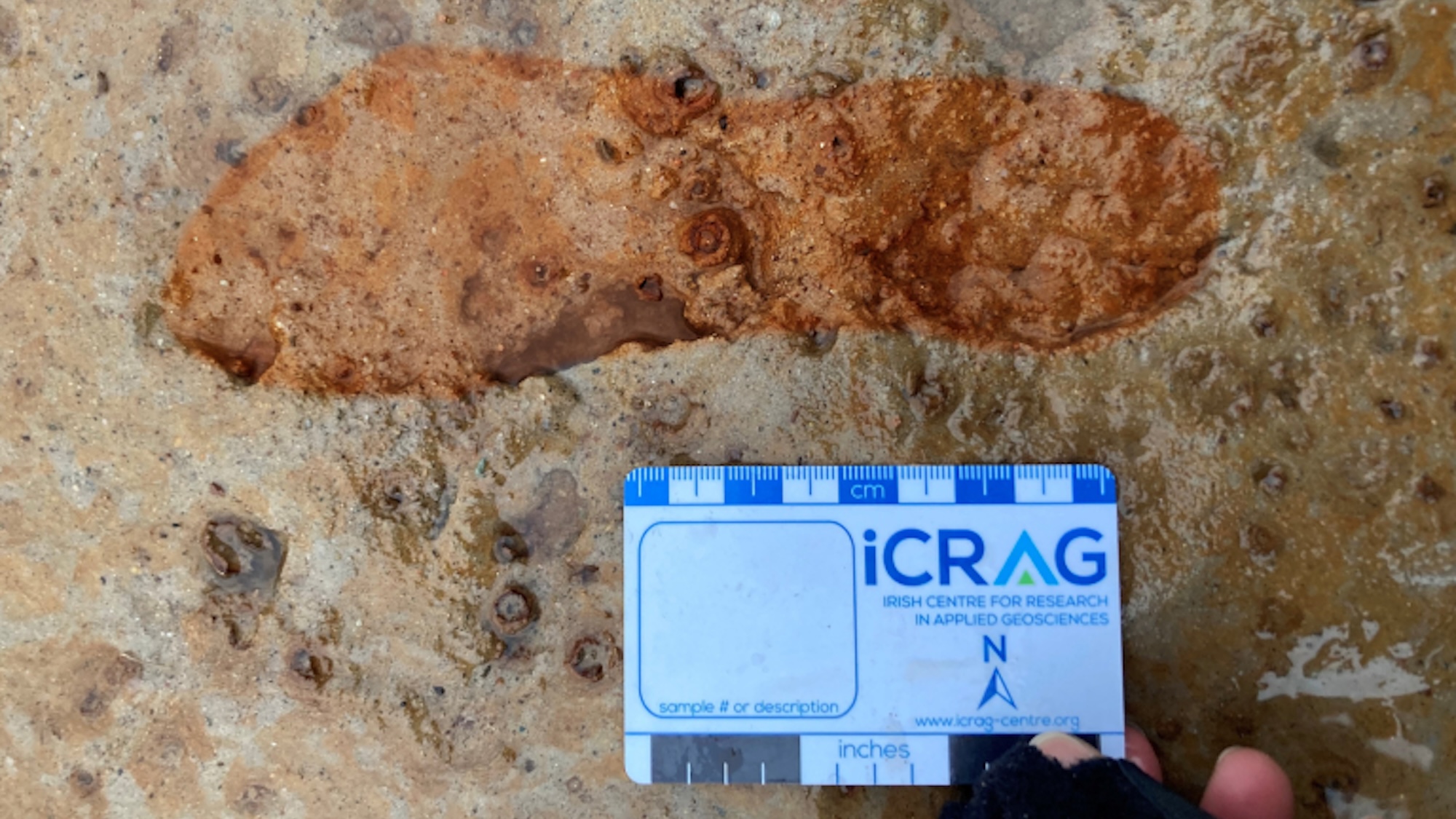 魚里／FOOTPRINTS Dog walkers find 2,000-year-old footprints on beach in Scotland