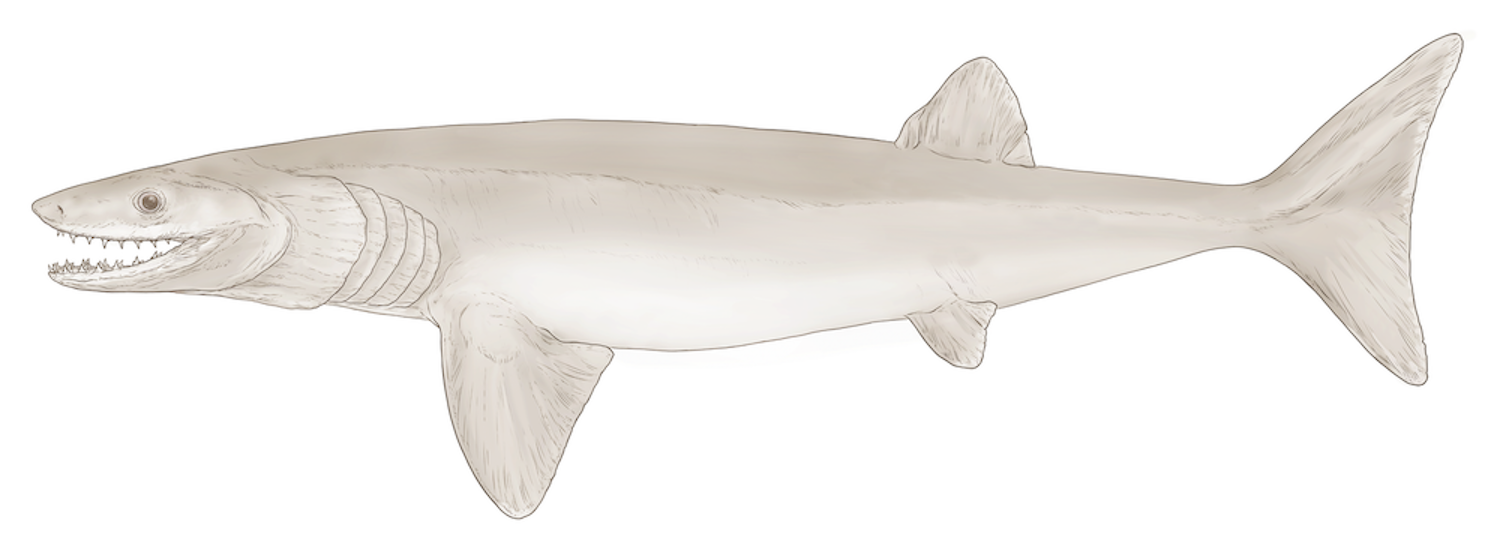 A reconstruction of a new species of shark, the Cosmoselachus mehlingi, based on a fossil found at the Fayetteville Shale. Credit: Mick Ellison.