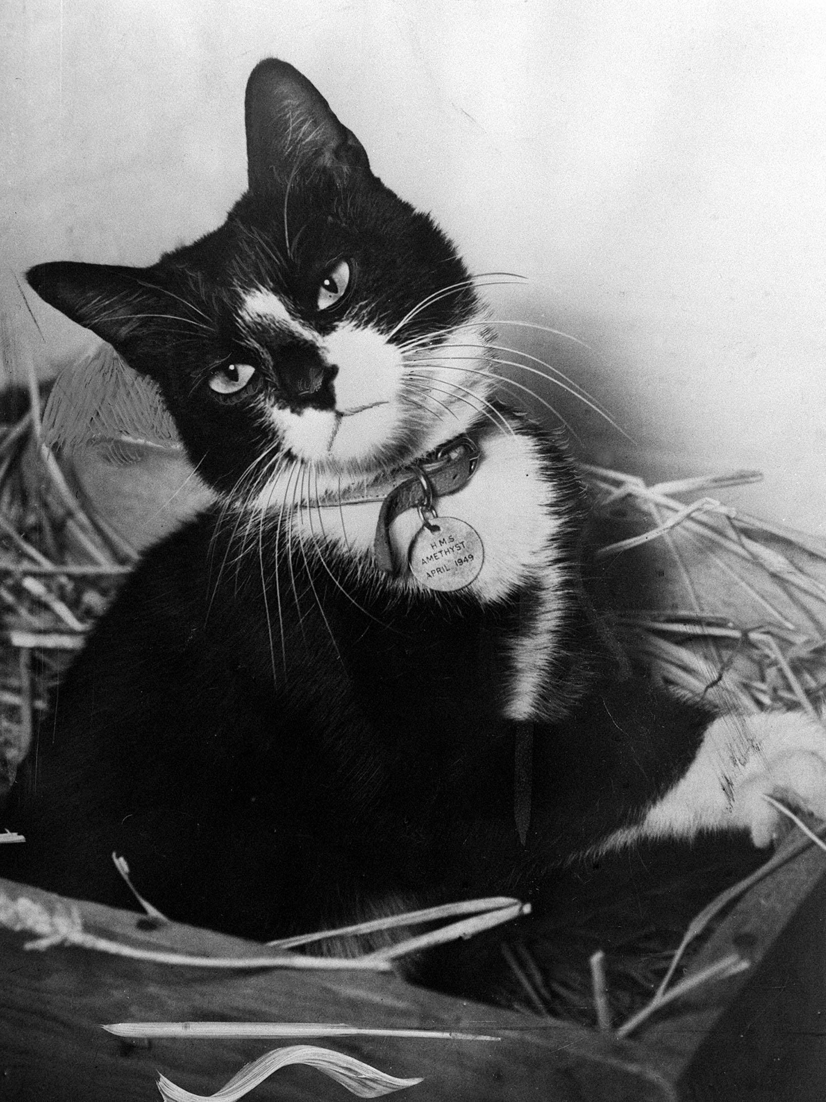 A black-and-white portrait of Simon sitting in a wooden crate filled with straw. He is a tuxedo cat with a distinctive white blaze on his face and white paws. He wears a leather collar with a metal disc that reads "H.M.S. AMETHYST APRIL 1949." He has a calm, stoic expression, tilting his head slightly toward the camera.