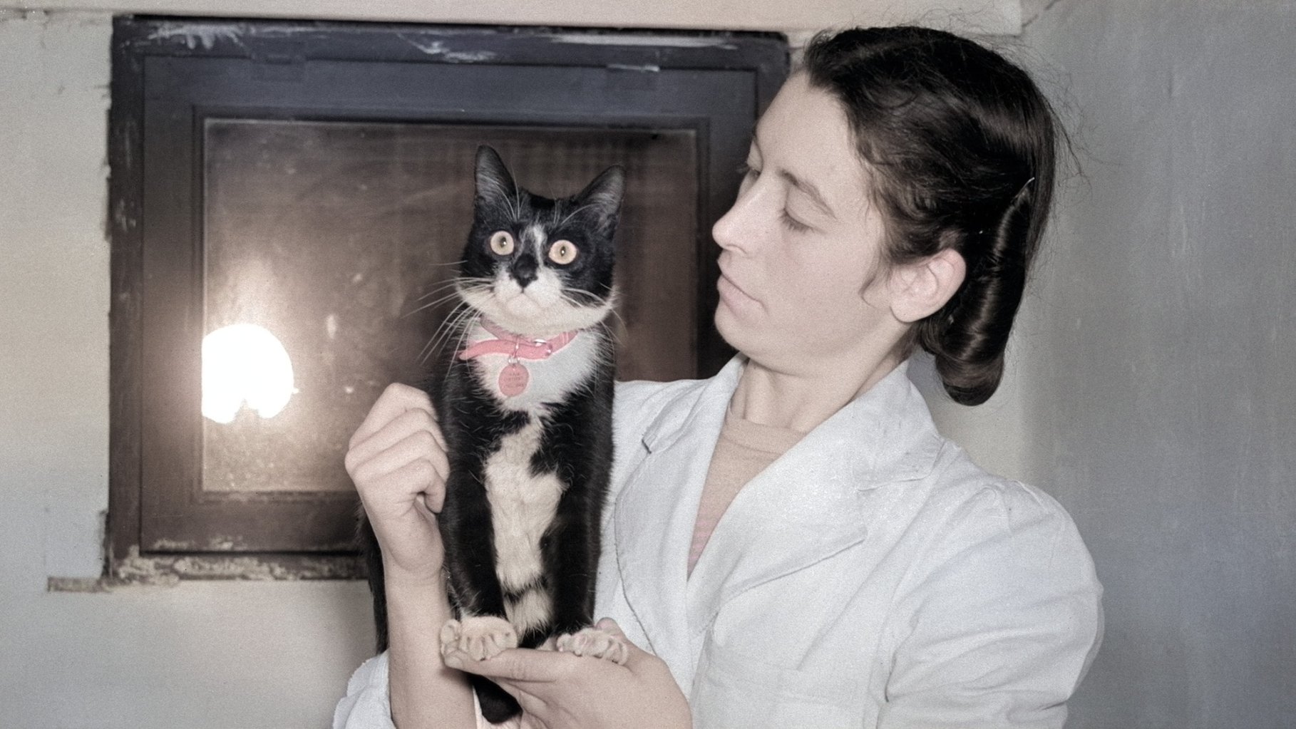 A colorized historical photograph of a woman in a white coat holding Simon, a black and white tuxedo cat who served as a celebrated ship's cat in the British Royal Navy. The cat wears a pink collar with a name tag, and both the woman and the cat are positioned in front of a dark window.