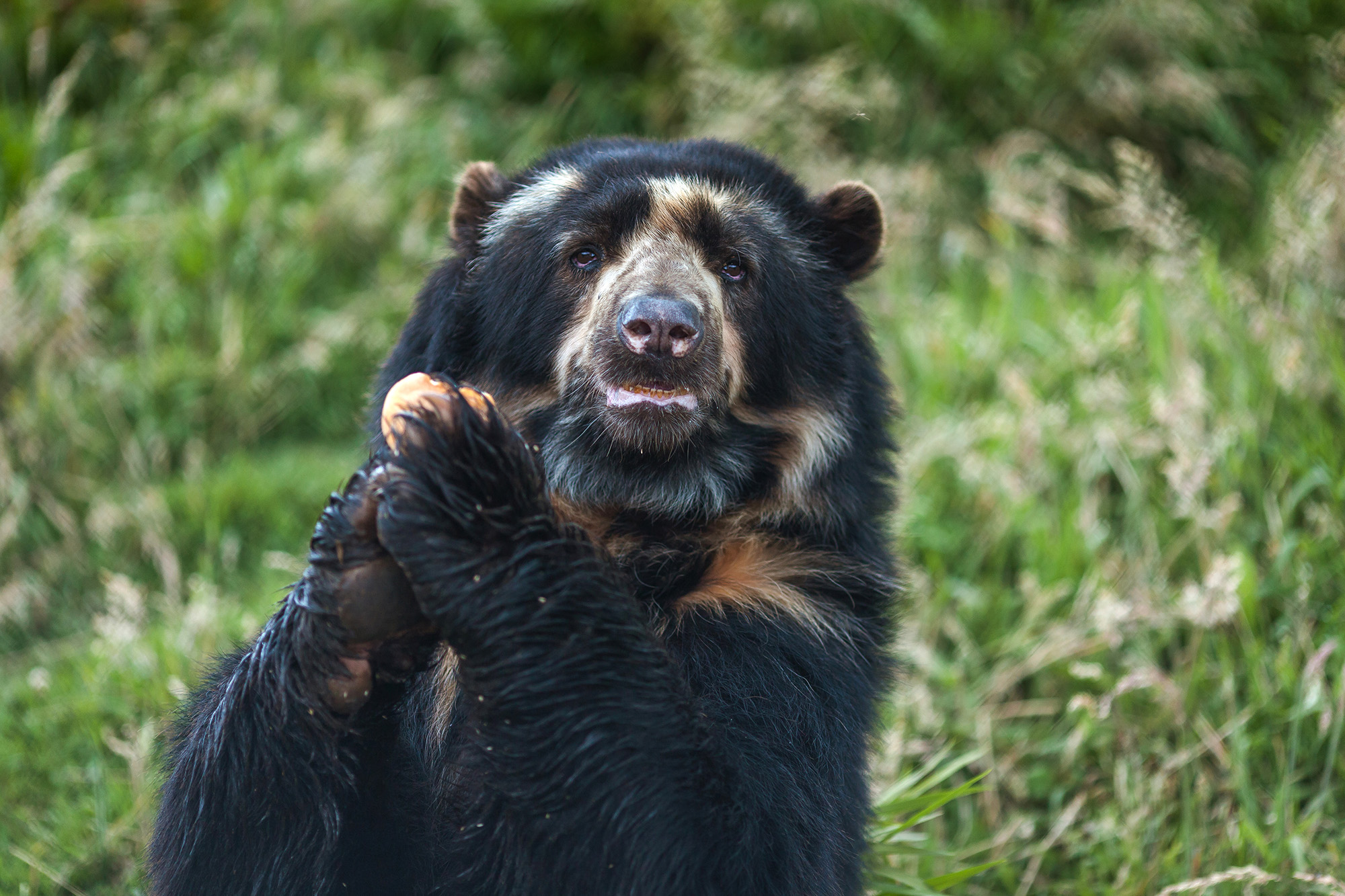 A close-up, medium shot of a South American spectacled bear with shaggy black fur and distinctive cream-colored markings around its eyes and muzzle. The bear is sitting upright against a blurred background of green grass and foliage, holding a piece of light-colored food between its front paws as if eating with its hands. It looks directly toward the camera with a calm expression.