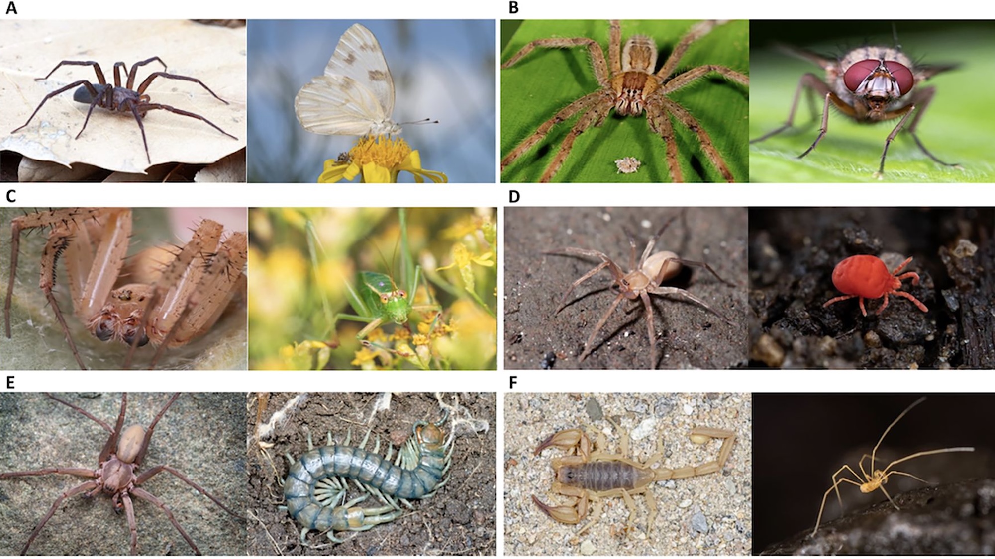 Example of paired images used during free-view eyetracking study. These image pairs focused on participant reactions to spider versus other arthropods – (A) spider versus butterfly, (B) spider versus insect, (C) spider eyes versus insect eyes, (D) spider versus non-spider arachnid, and (E) spider versus myriapod. We also included a paired image of (F) scorpion versus non-scorpion arachnid to gain insight into whether participants respond differently to spiders versus scorpions (e.g., d vs. f).