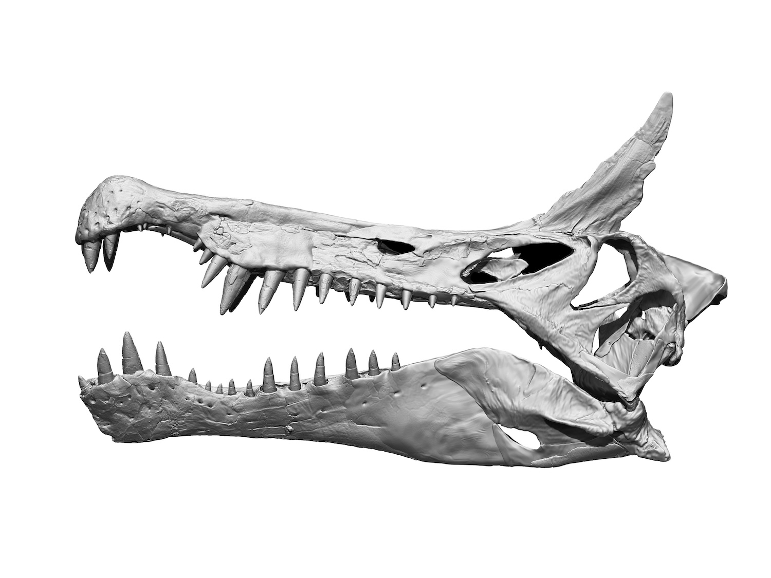 3D computer generated scan of Spinosaurus skull
