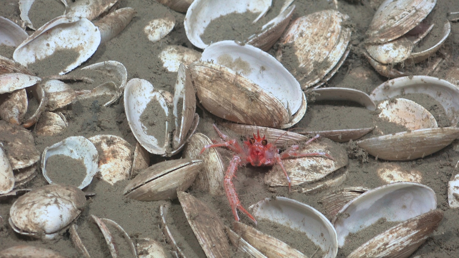 Scientists observed this squat lobster in a bed of chemosynthetic clam shells of the genus Archivesica sp. and Calyptogena sp. at 619 meters while exploring chemosynthetic habitat patches associated with a methane-derived carbonate mound. In Argentine waters, the biodiversity and environmental context of these chemosynthetic ecosystems remain poorly understood. CREDIT: ROV SuBastian / Schmidt Ocean Institute Due to our legal status as a 501(c)(3) private operating foundation, no media produced by Schmidt Ocean Institute may be used in attempting to influence legislation or lobbying. Additionally, all visual assets (Images, videos, etc) can only be used as stated by creative commons Attribution-NonCommercial-ShareAlike CC BY-NC-SA Attribution — You must give appropriate credit, provide a link to the license, and indicate if changes were made. You may do so in any reasonable manner, but not in any way that suggests the licensor endorses you or your use. NonCommercial — You may not use the material for commercial purposes. ShareAlike — If you remix, transform, or build upon the material, you must distribute your contributions under the same license as the original. https://creativecommons.org/licenses/by-nc-sa/4.0/