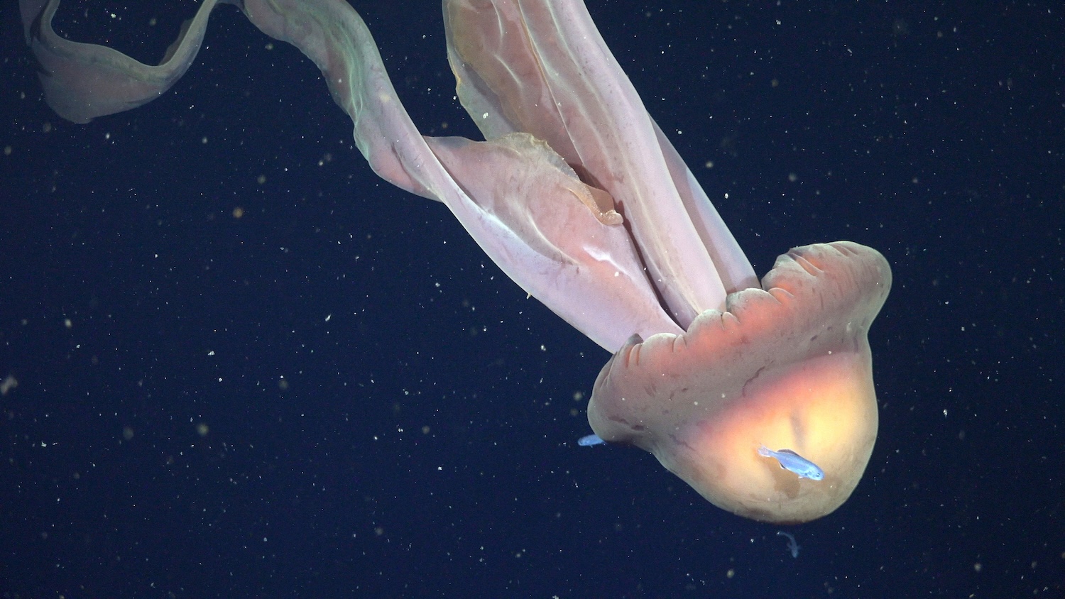 Juvenile fish (Centrolophus sp.) swim around the bell of a Stygiomedusa gigantea, commonly known as the giant phantom jelly, which ROV pilots filmed at 250 meters. Their bell can grow up to 1 m (3.3 ft) in diameter, and their four arms can reach up to 10 m (33 ft) long. They do not have any stinging tentacles, but use their arms to catch prey, including plankton and small fish. CREDIT: ROV SuBastian / Schmidt Ocean Institute Due to our legal status as a 501(c)(3) private operating foundation, no media produced by Schmidt Ocean Institute may be used in attempting to influence legislation or lobbying. Additionally, all visual assets (Images, videos, etc) can only be used as stated by creative commons Attribution-NonCommercial-ShareAlike CC BY-NC-SA Attribution — You must give appropriate credit, provide a link to the license, and indicate if changes were made. You may do so in any reasonable manner, but not in any way that suggests the licensor endorses you or your use. NonCommercial — You may not use the material for commercial purposes. ShareAlike — If you remix, transform, or build upon the material, you must distribute your contributions under the same license as the original. https://creativecommons.org/licenses/by-nc-sa/4.0/