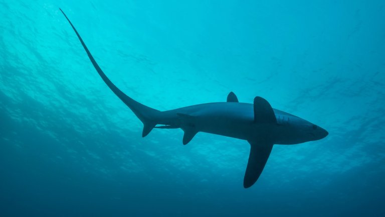 Thresher shark seen from below swimming in ocean