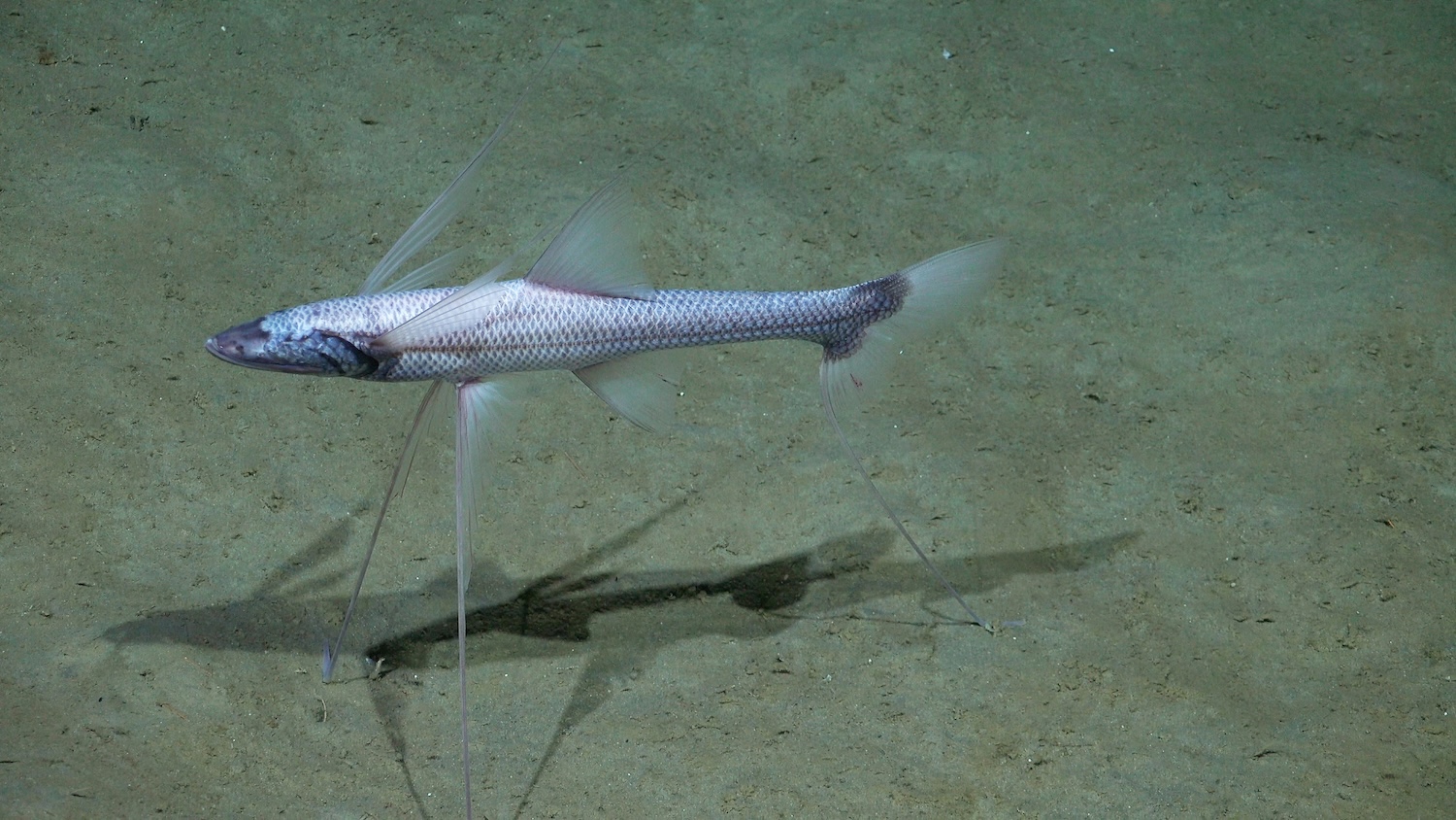 ROV pilots filmed this tripod fish (belonging to the Family Ipnopidae) at 2,700 meters on an escarpment in the Argentine Basin. CREDIT: ROV SuBastian / Schmidt Ocean Institute Due to our legal status as a 501(c)(3) private operating foundation, no media produced by Schmidt Ocean Institute may be used in attempting to influence legislation or lobbying. Additionally, all visual assets (Images, videos, etc) can only be used as stated by creative commons Attribution-NonCommercial-ShareAlike CC BY-NC-SA Attribution — You must give appropriate credit, provide a link to the license, and indicate if changes were made. You may do so in any reasonable manner, but not in any way that suggests the licensor endorses you or your use. NonCommercial — You may not use the material for commercial purposes. ShareAlike — If you remix, transform, or build upon the material, you must distribute your contributions under the same license as the original. https://creativecommons.org/licenses/by-nc-sa/4.0/