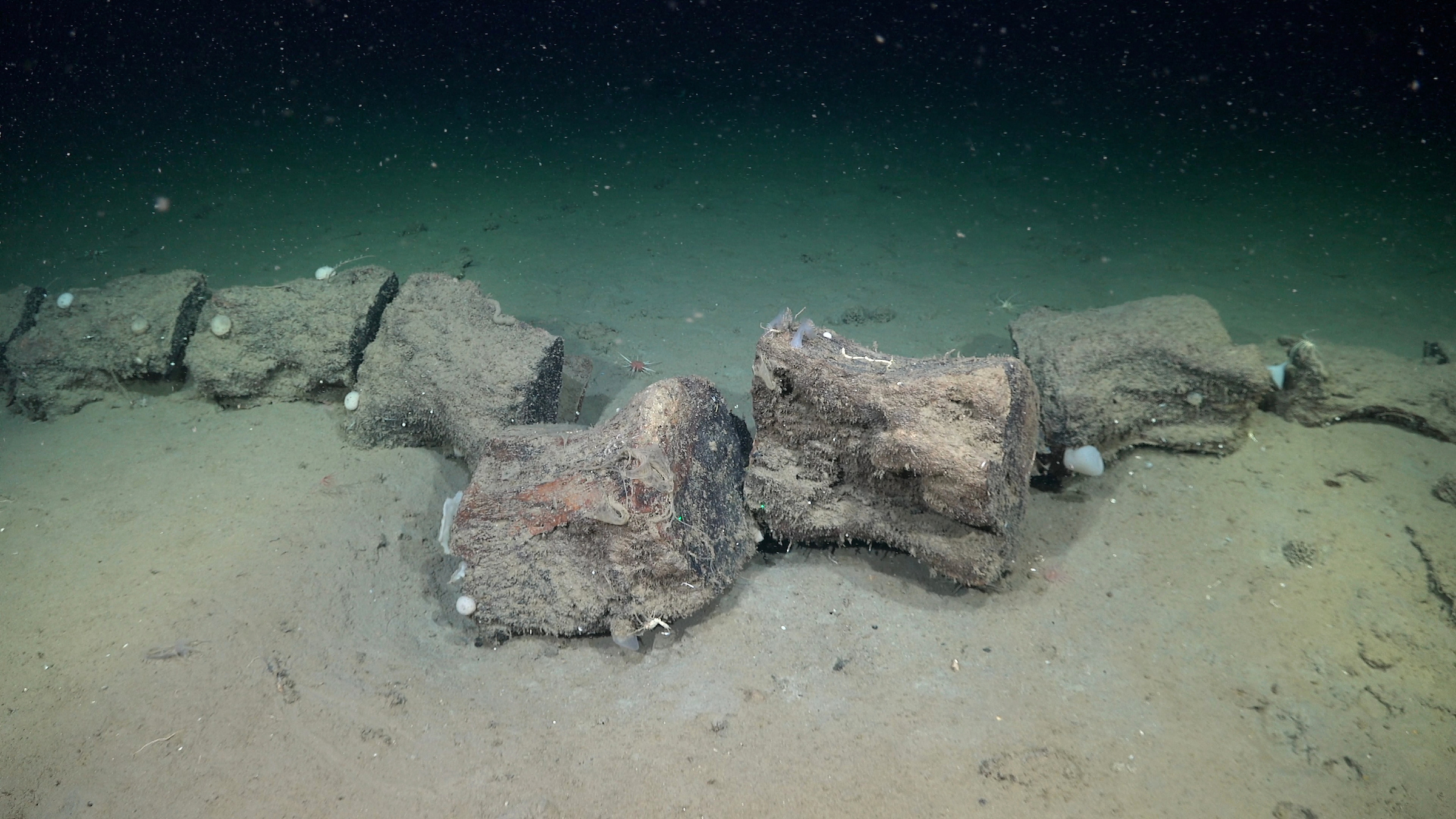 ROV pilots filmed the remains of a deceased whale that had dropped to the seafloor, called a whalefall, at about 3,890 meters deep during a dive on the Salado-Colorado Kilometer scarp in the Argentine Basin. Whale falls offer up thousands of years of nourishment to a place accustomed to scarcity. From large scavengers to invisible microbes and bone-eating Osedax worms, there is something for all creatures that happen upon a whale fall. Once organic matter has been consumed, the succession stage is named ‘reef phase’ and it is mostly used by the animals as a hard-substrate, as in the case of this whale carcass which presumably has spent decades in the seafloor. Credit: ROV SuBastian / Schmidt