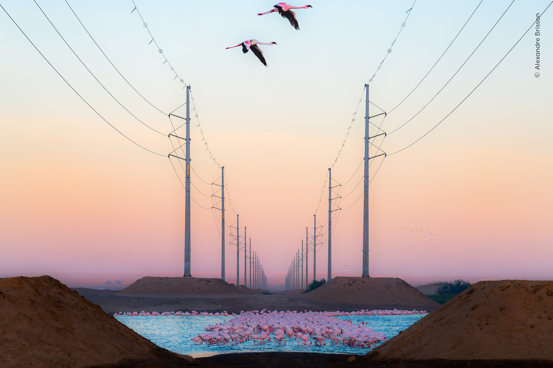 A group of flamingos stands out against a stark industrial backdrop of power lines.
