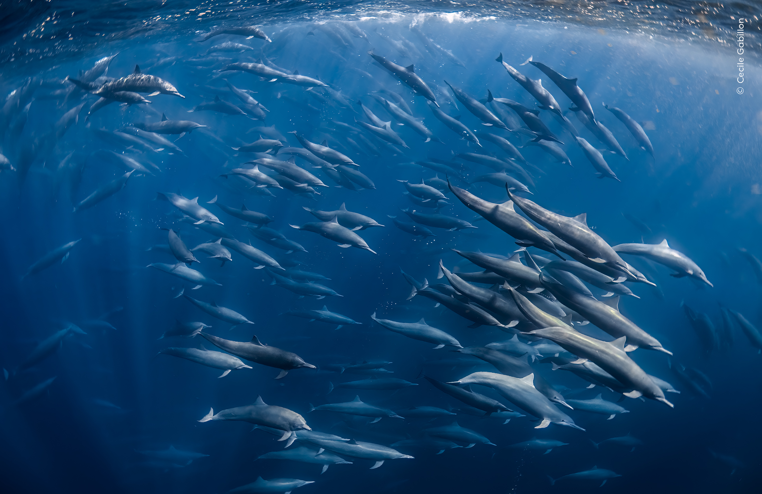 A spectacular superpod of spinner dolphins herds lanternfish towards the surface of the ocean.
