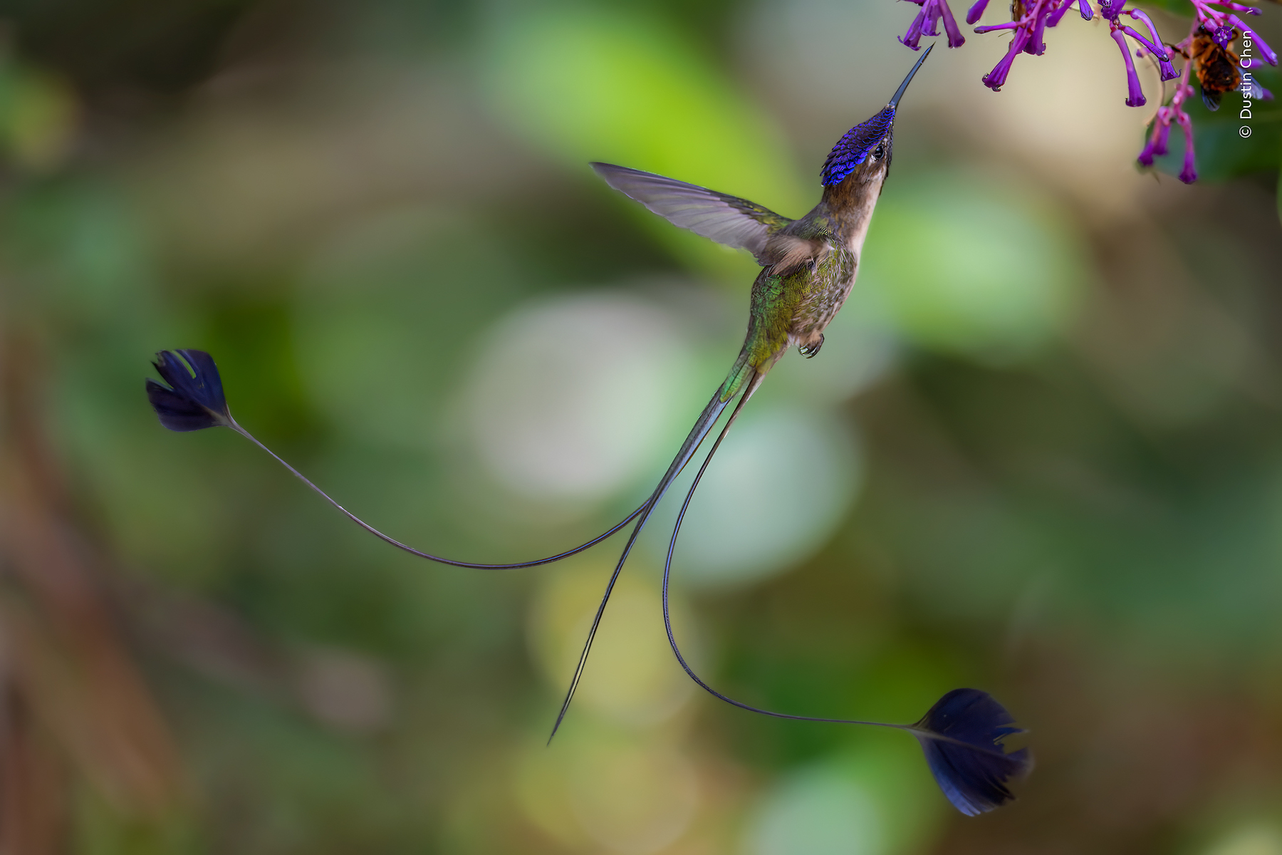 A male marvellous spatuletail hummingbird shows off its long tail while it feeds on flowers.
