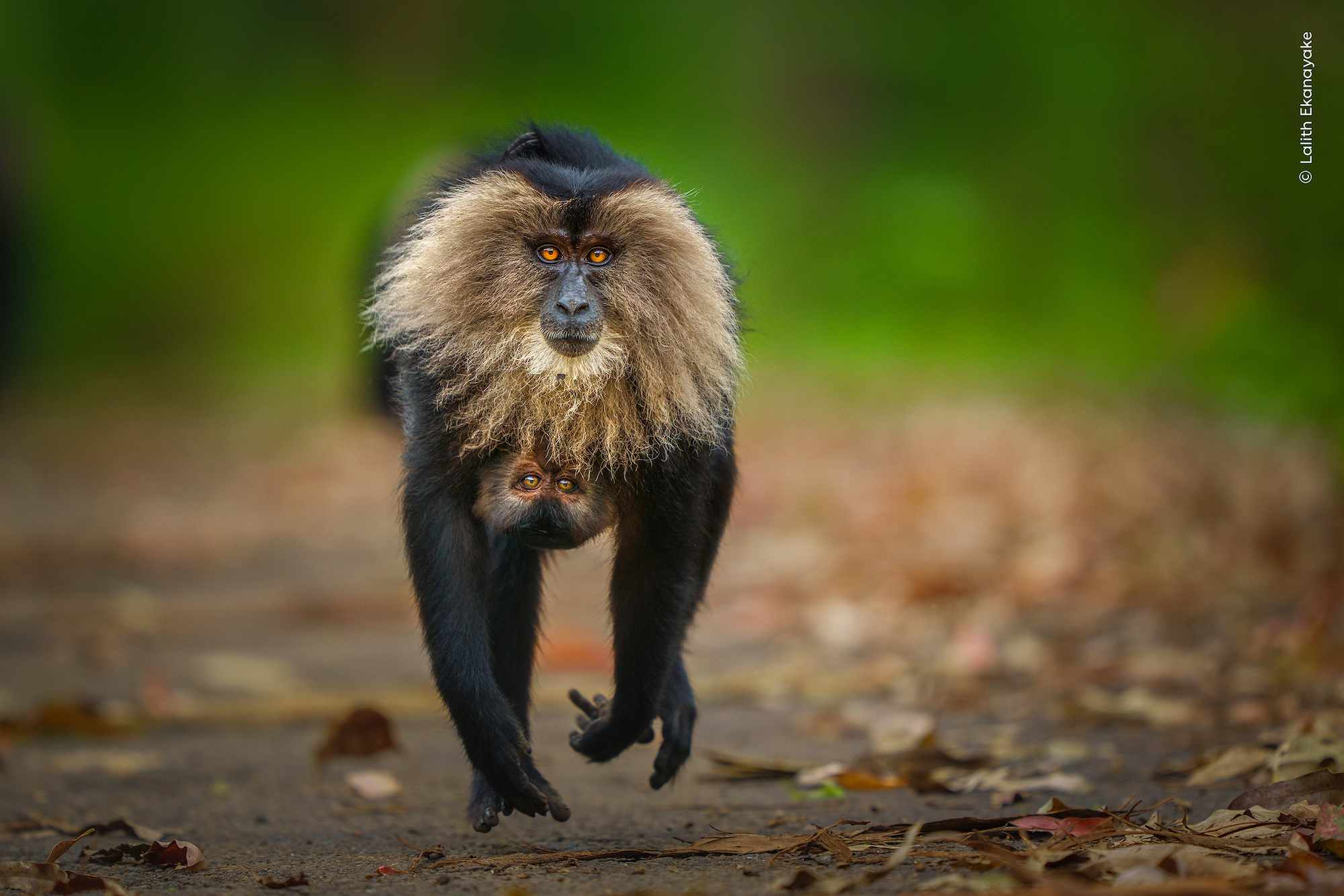 The striking eyes of a curious lion-tailed macaque and its infant are on display as it races along a path.
