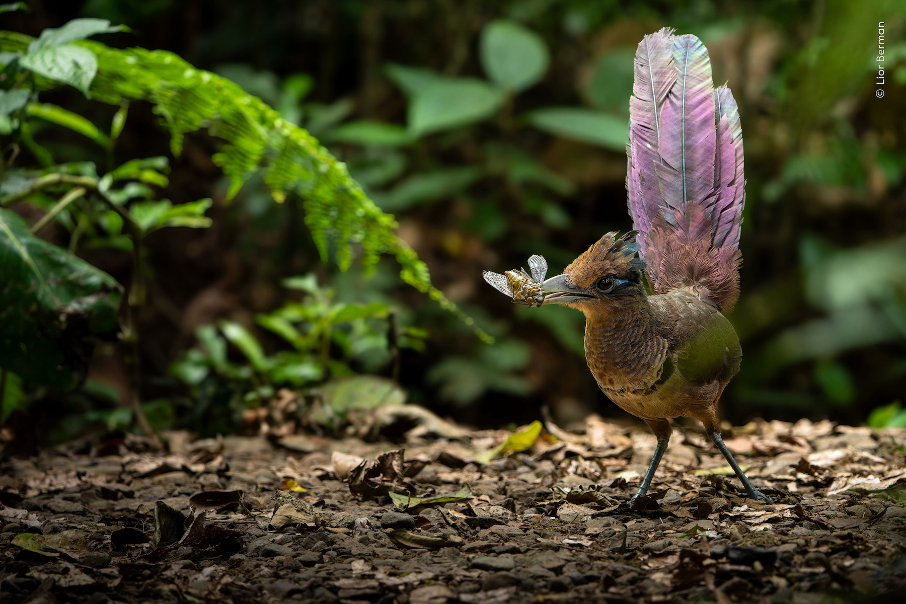 An elusive rufous-vented ground cuckoo plucks up a cicada in the depths of the rainforest in Costa Rica.
