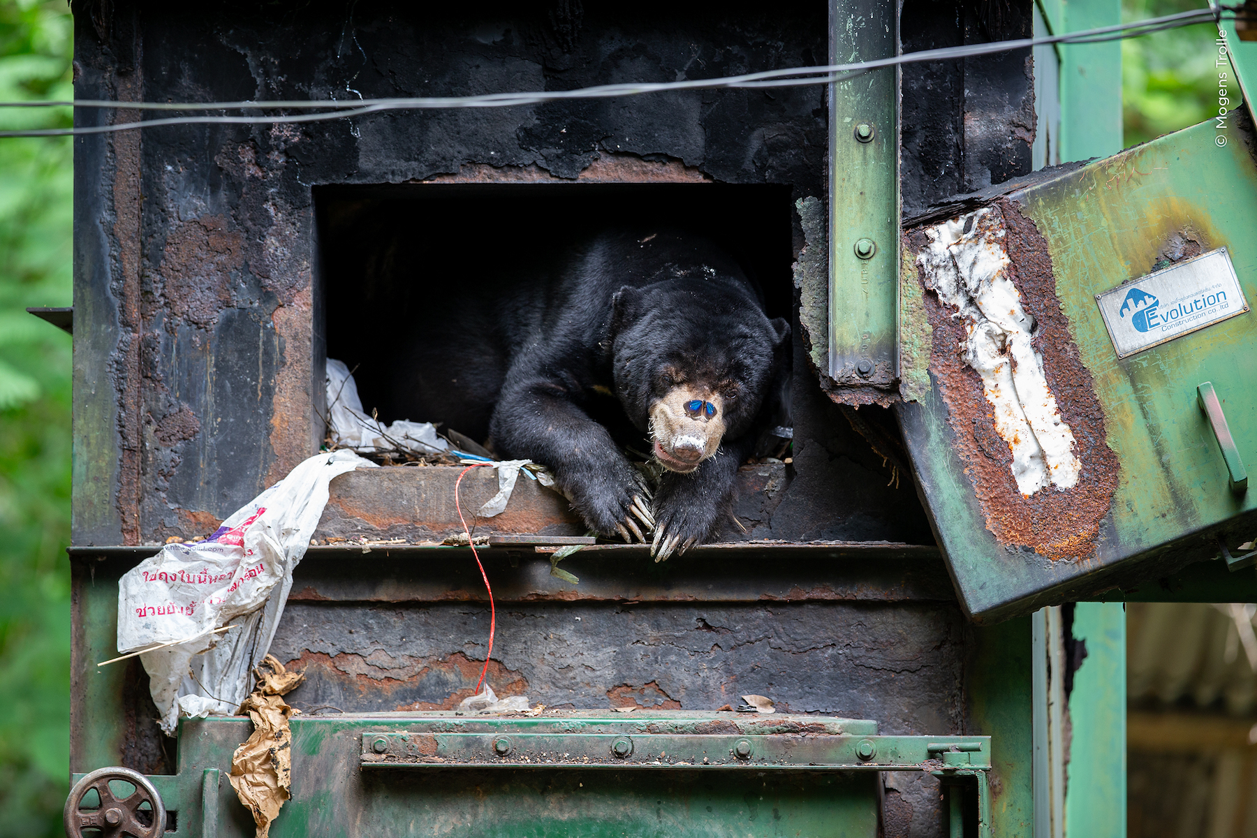 A sun bear shelters from the rain in a furnace as a butterfly settles on its snout.

