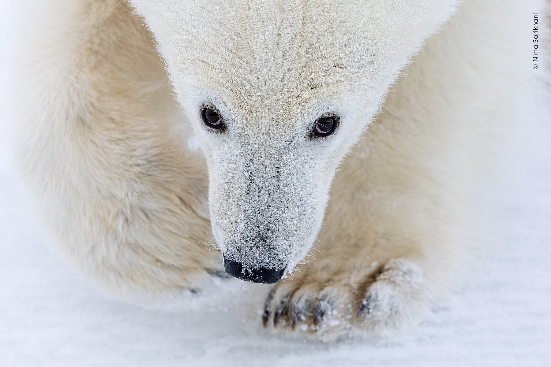 A polar bear cub looks into the camera as it accompanies its mother on an unsuccessful hunting trip.
