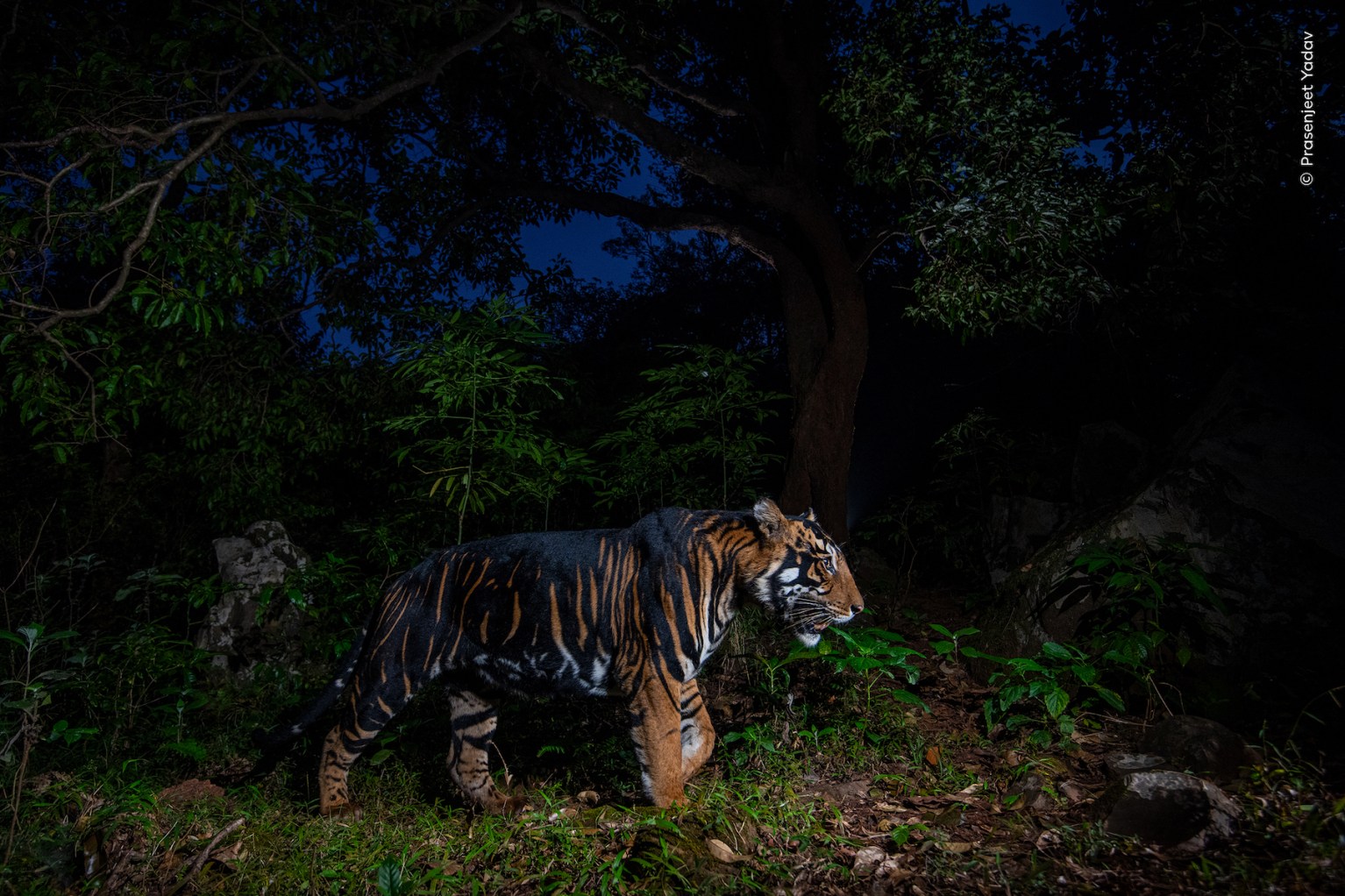 16 astonishing images from the 2026 Wildlife Photographer of the Year ...