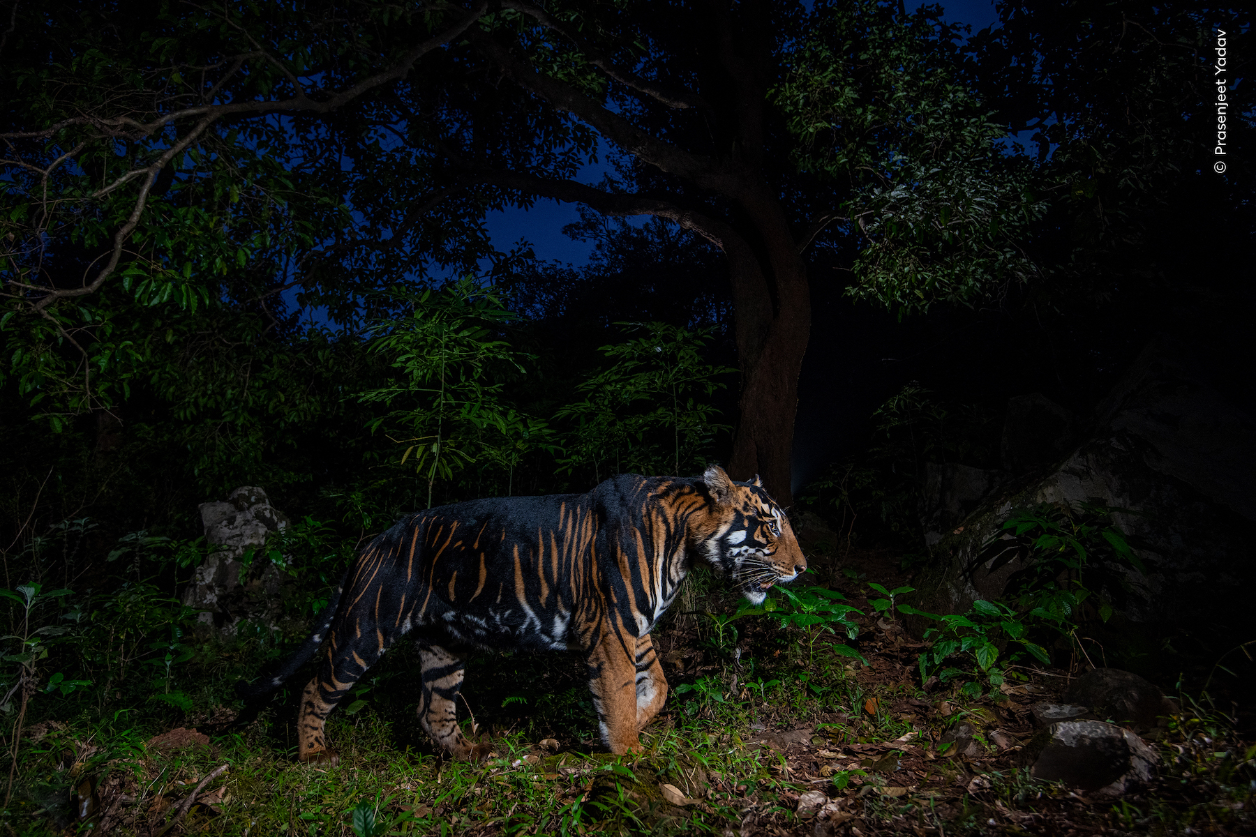 A rare tiger with wide, dark stripes wanders a tiger reserve in India.
