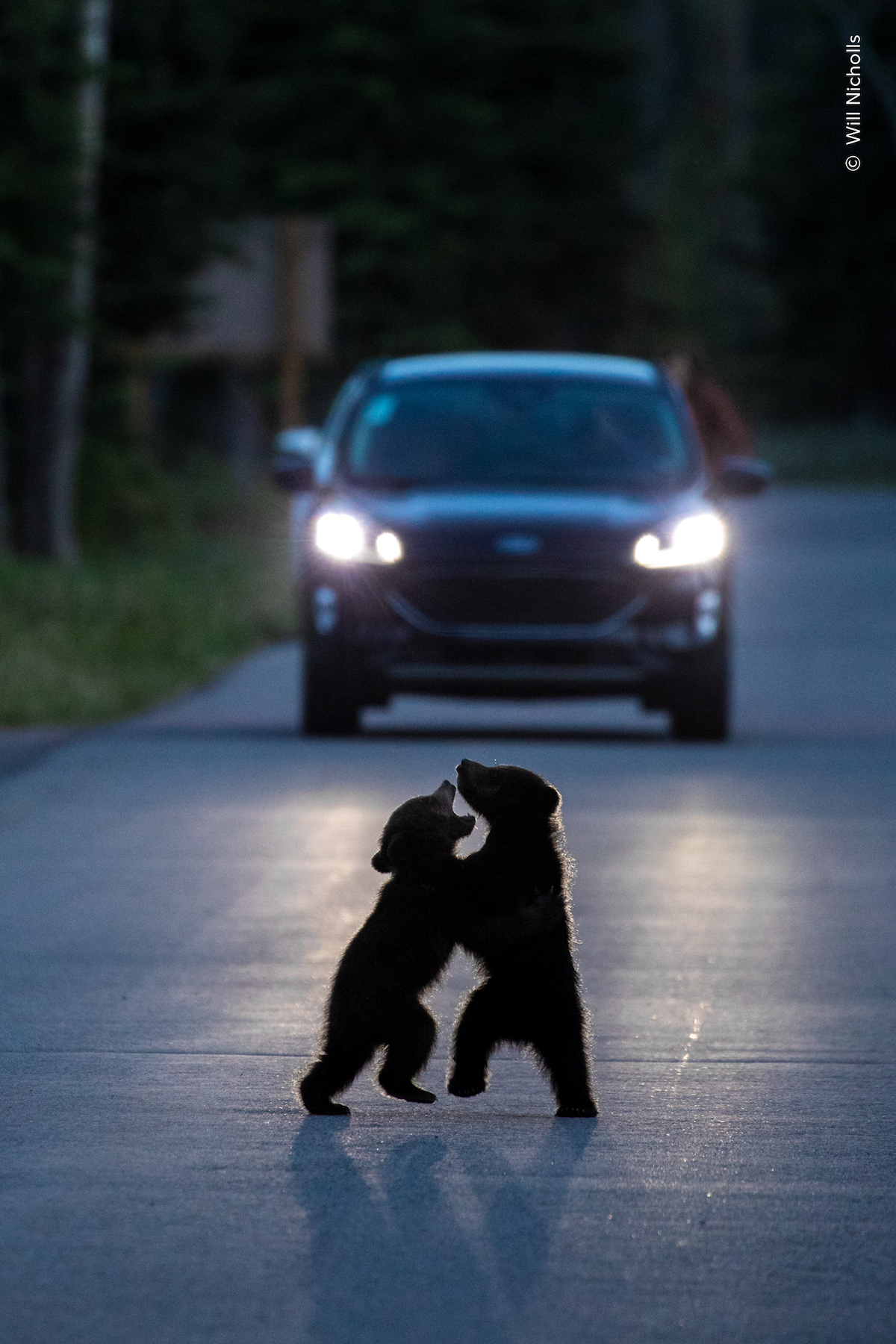 A silhouetted pair of young bear cubs rear up and play-fight in the middle of a quiet road.
