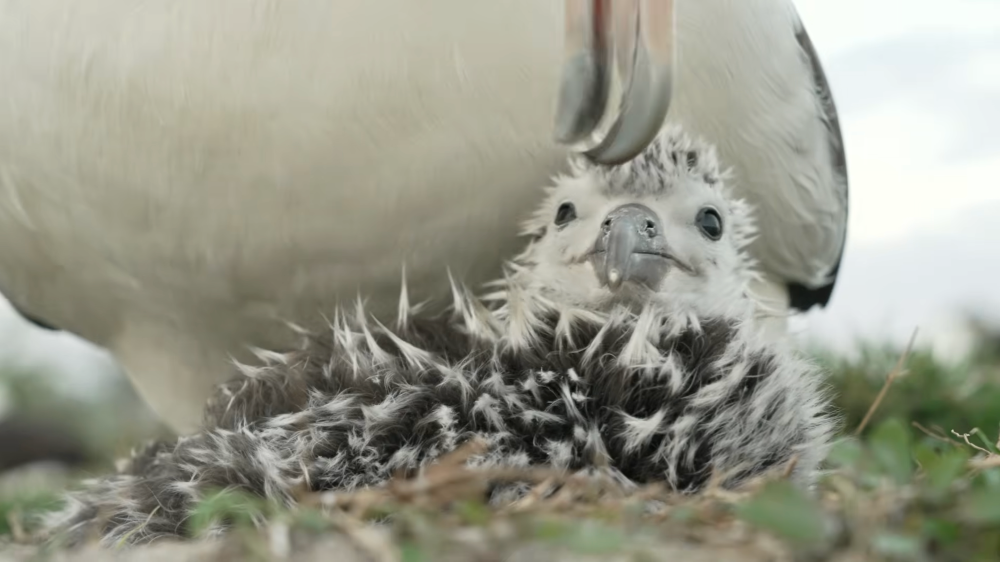 a small chick sits on a nest with its parent behind, cleaning its feathers with its beak