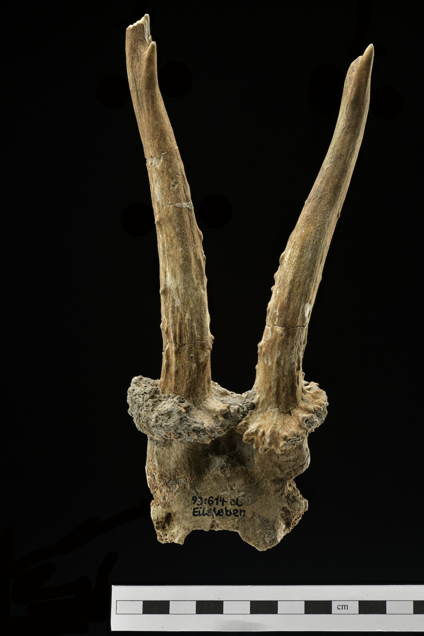 an antler bone made into a headdress