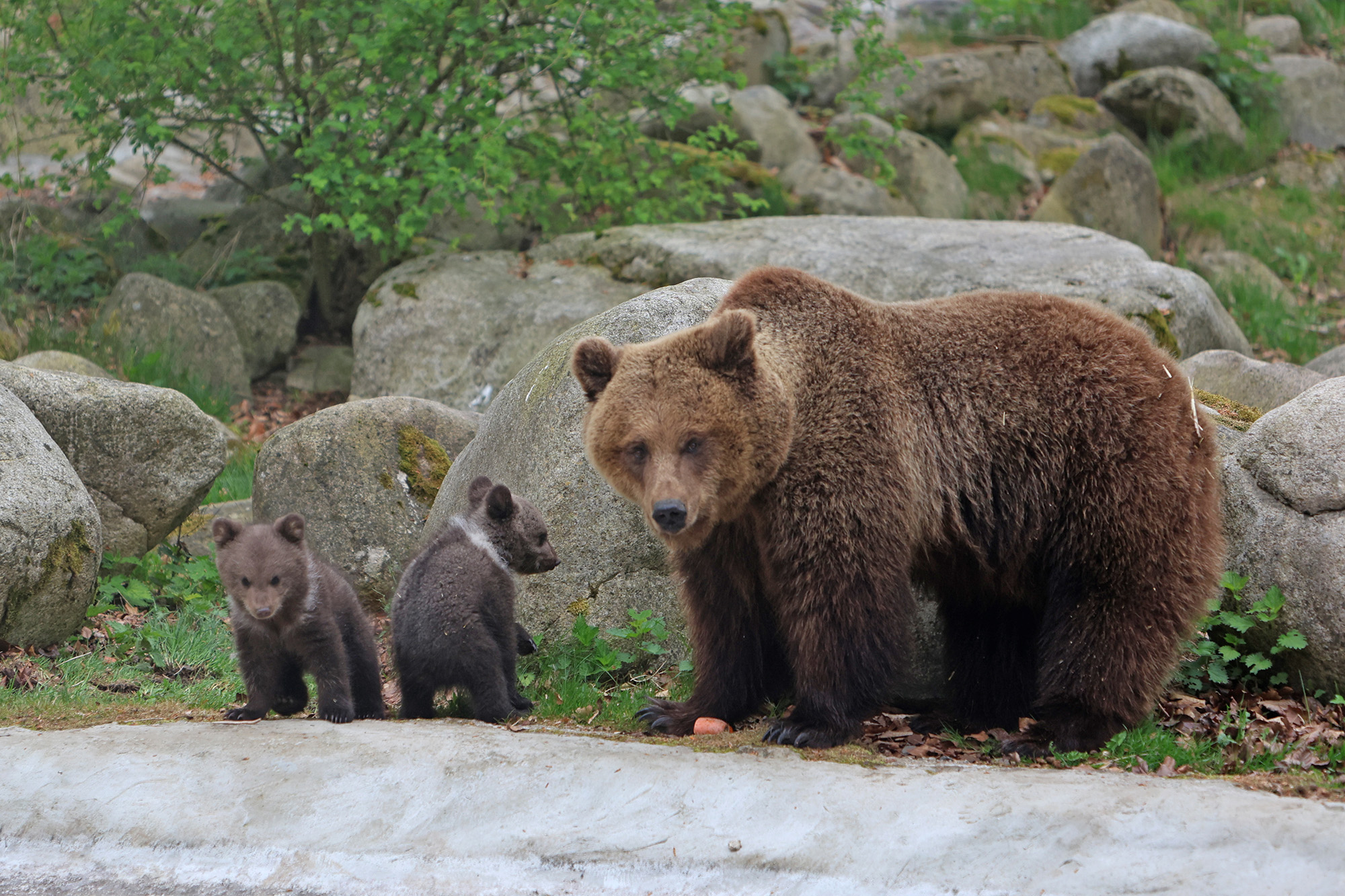 A large brown bear stands protectively next to two small, fuzzy brown cubs on a rocky, grassy landscape. The mother bear faces the camera with a steady gaze, while the cubs explore the ground near her. The background features large grey boulders and sparse green vegetation.