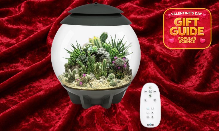 Biorb Air30 Terrarium