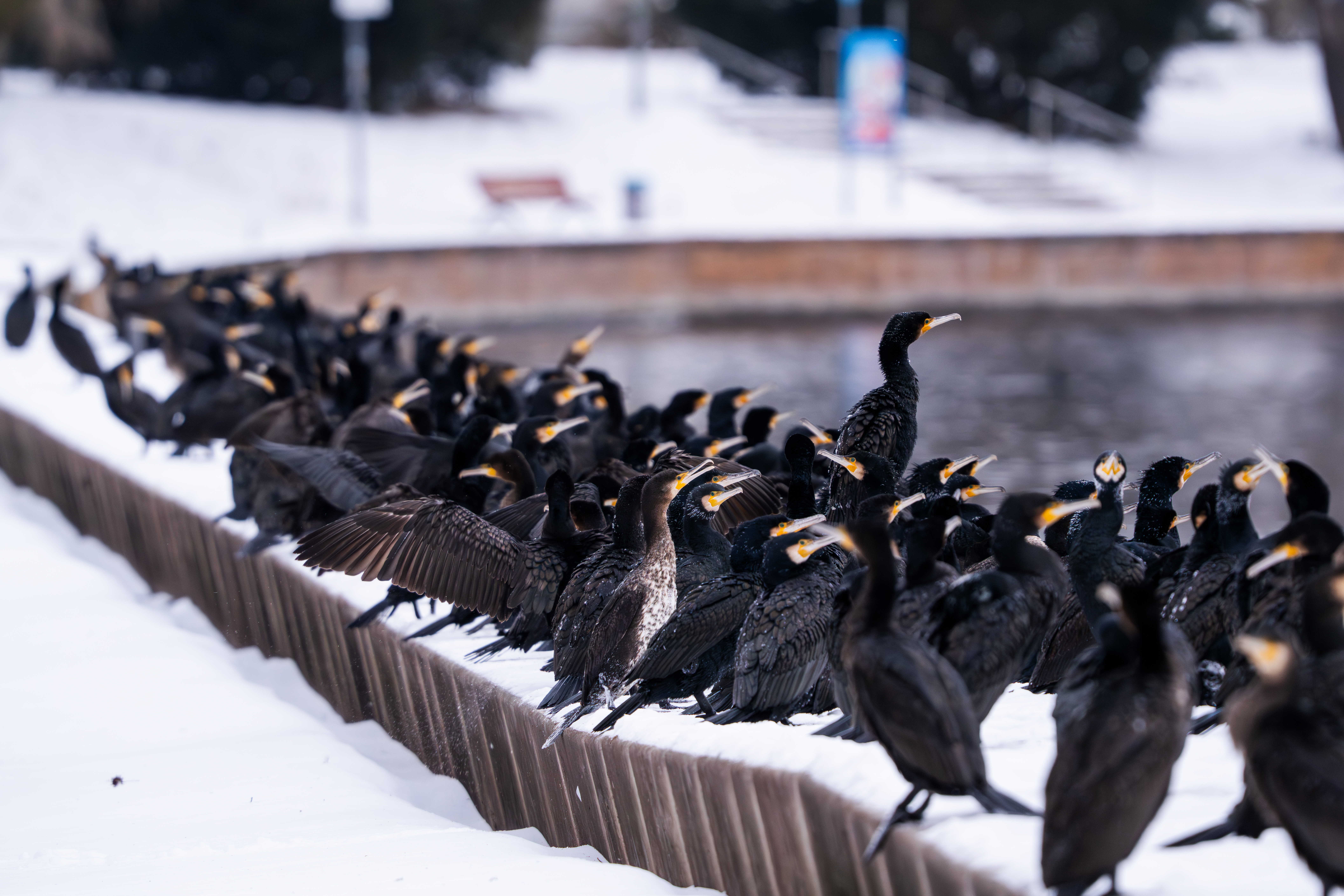 A large group of black Great Cormorants huddles closely together along a low, snow-covered concrete wall bordering a body of water. The birds are packed tightly, with their dark plumage contrasting sharply against the white snow and the blurred wintry park background. Many have their yellow-based beaks slightly open, and one cormorant in the center is seen with its wings partially outstretched.