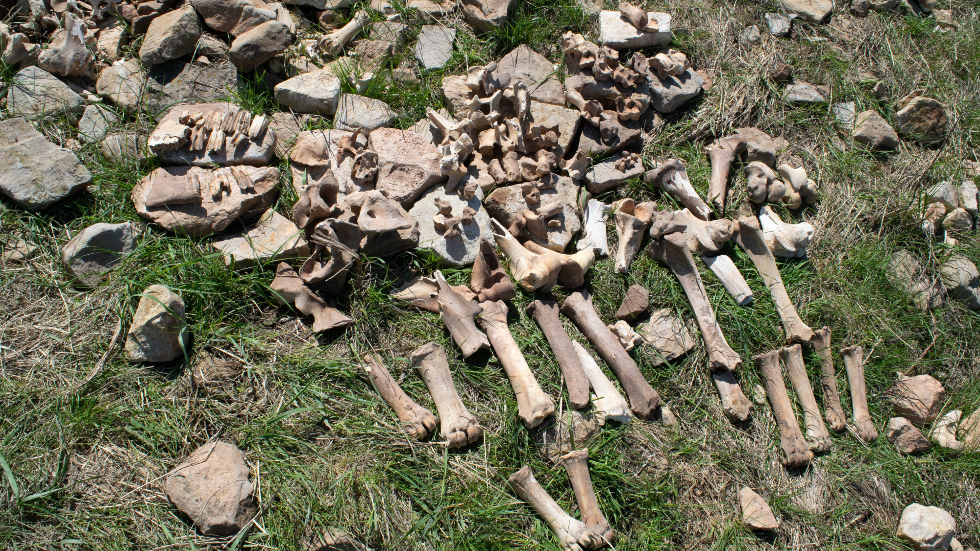 Bison bones are scattered across the Bergstrom site in central Montana.