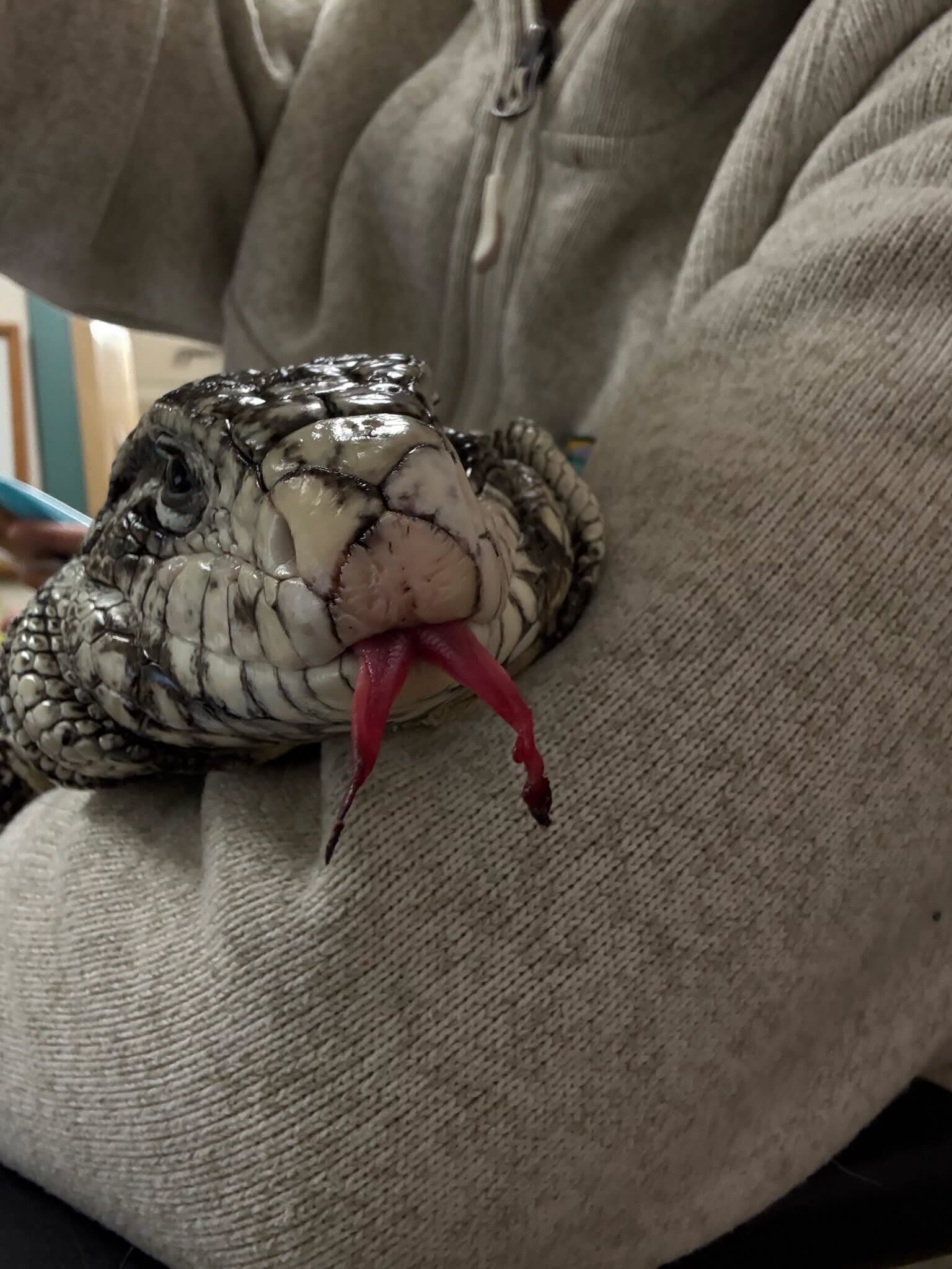 a lizard with black frostbite on the tip of its tongue