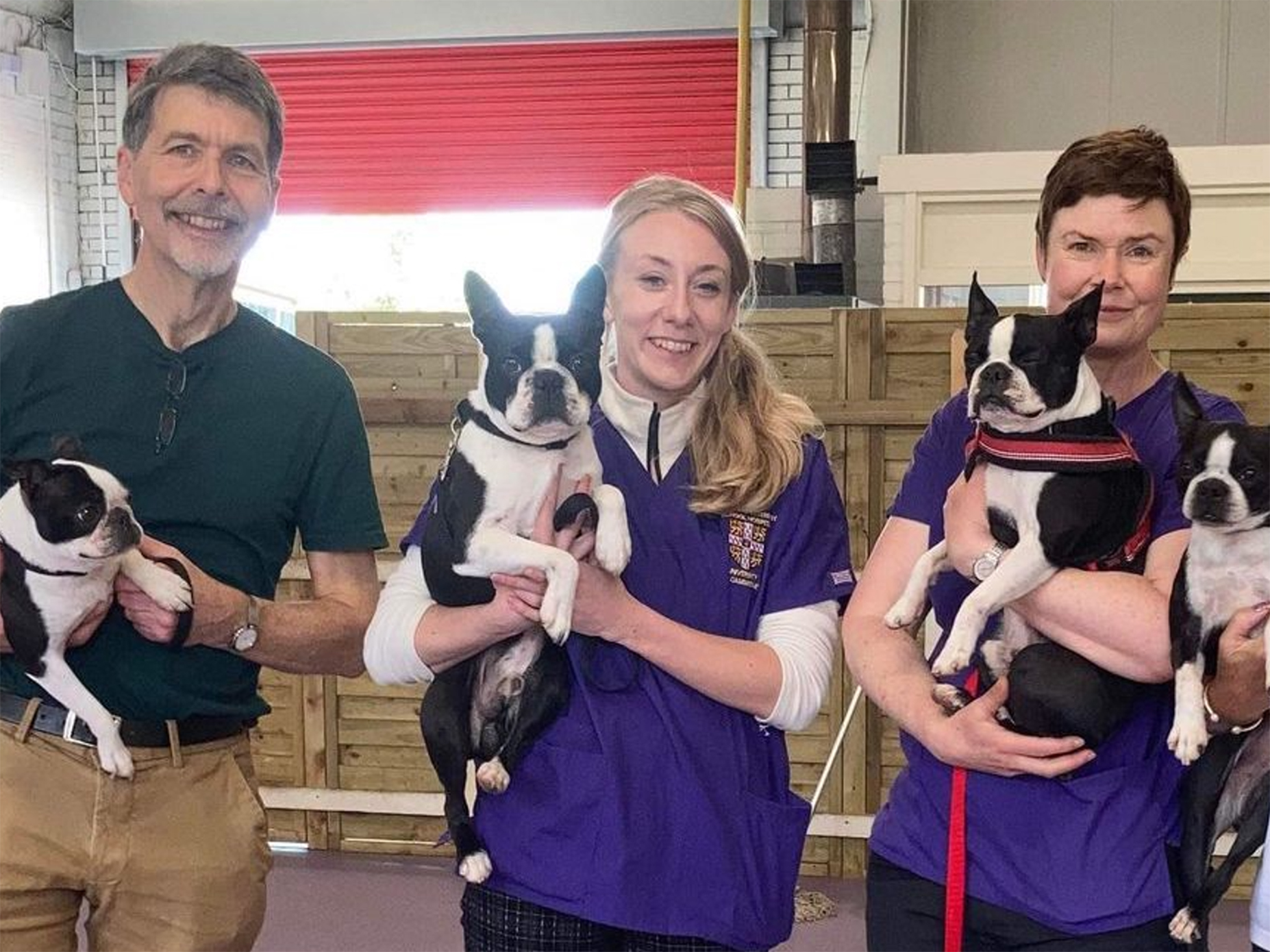 one man and two women hold boston terriers. they have perked up ears and black and white fur
