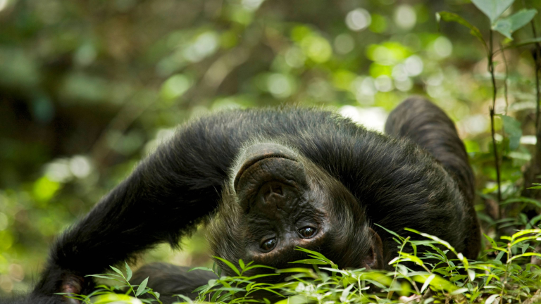 a chimpanzee laying on its back in a forest