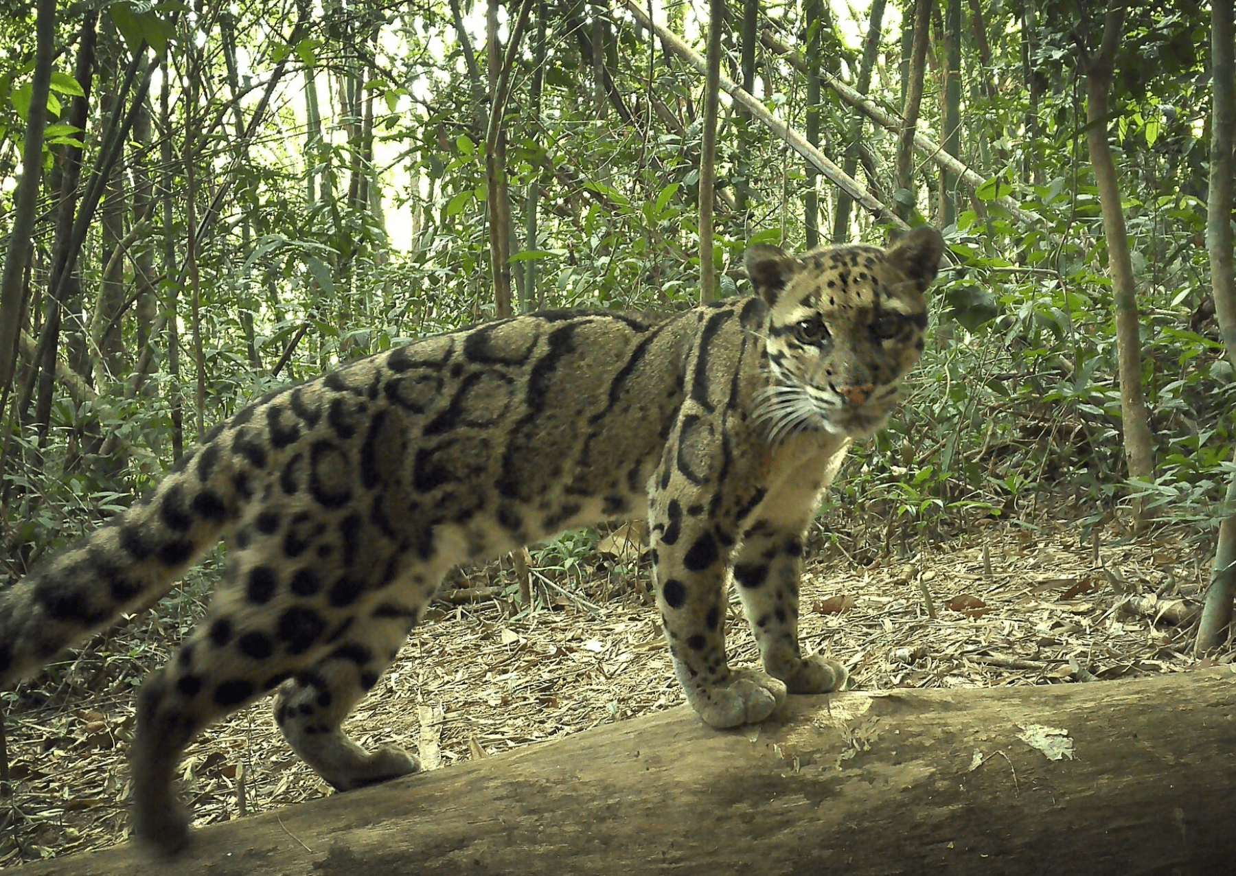 a spotted cat