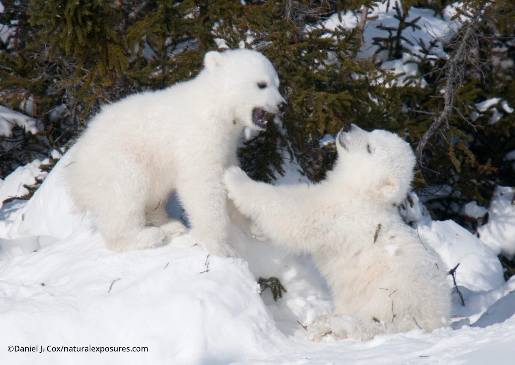 two polar bear cubs playing with each other