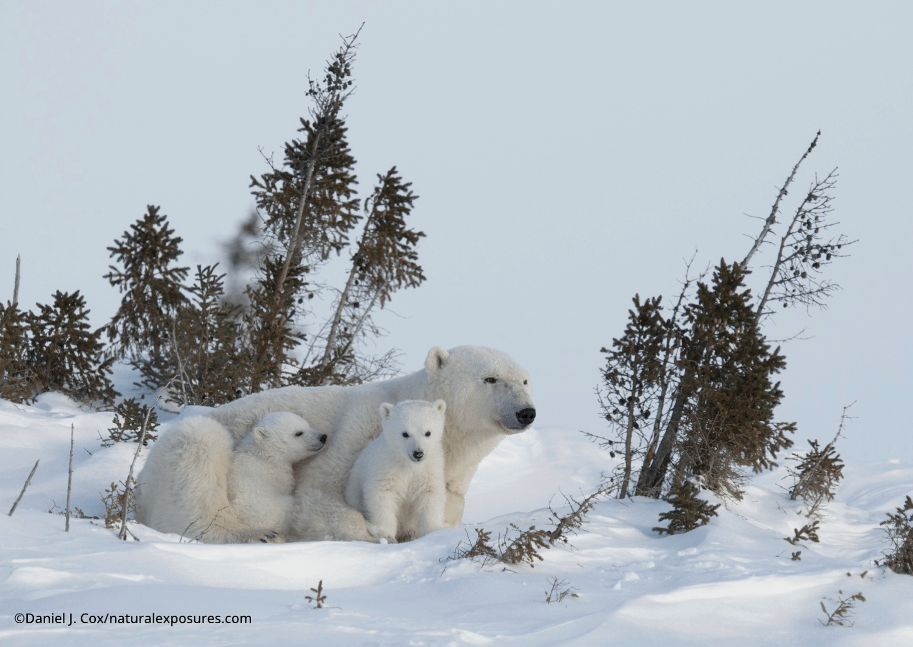 a mother polar bear with two cubs sits in the snow