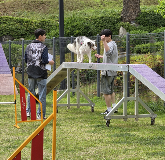 a dog runs on an agility course while two students watch