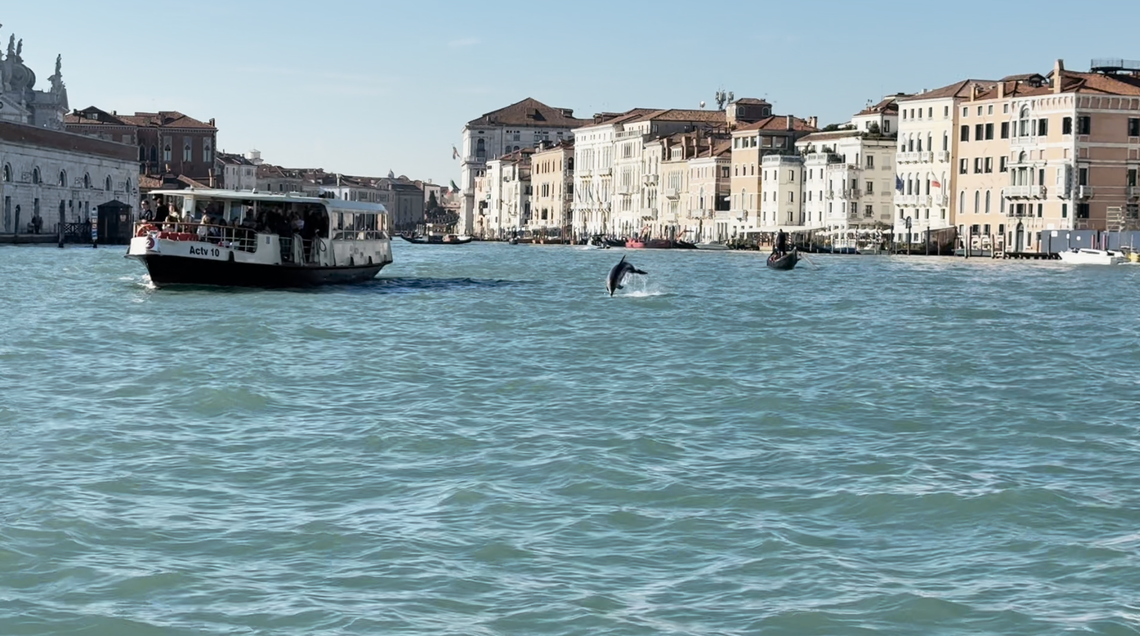 a dolphin swimming in a lagoon in venice, italy