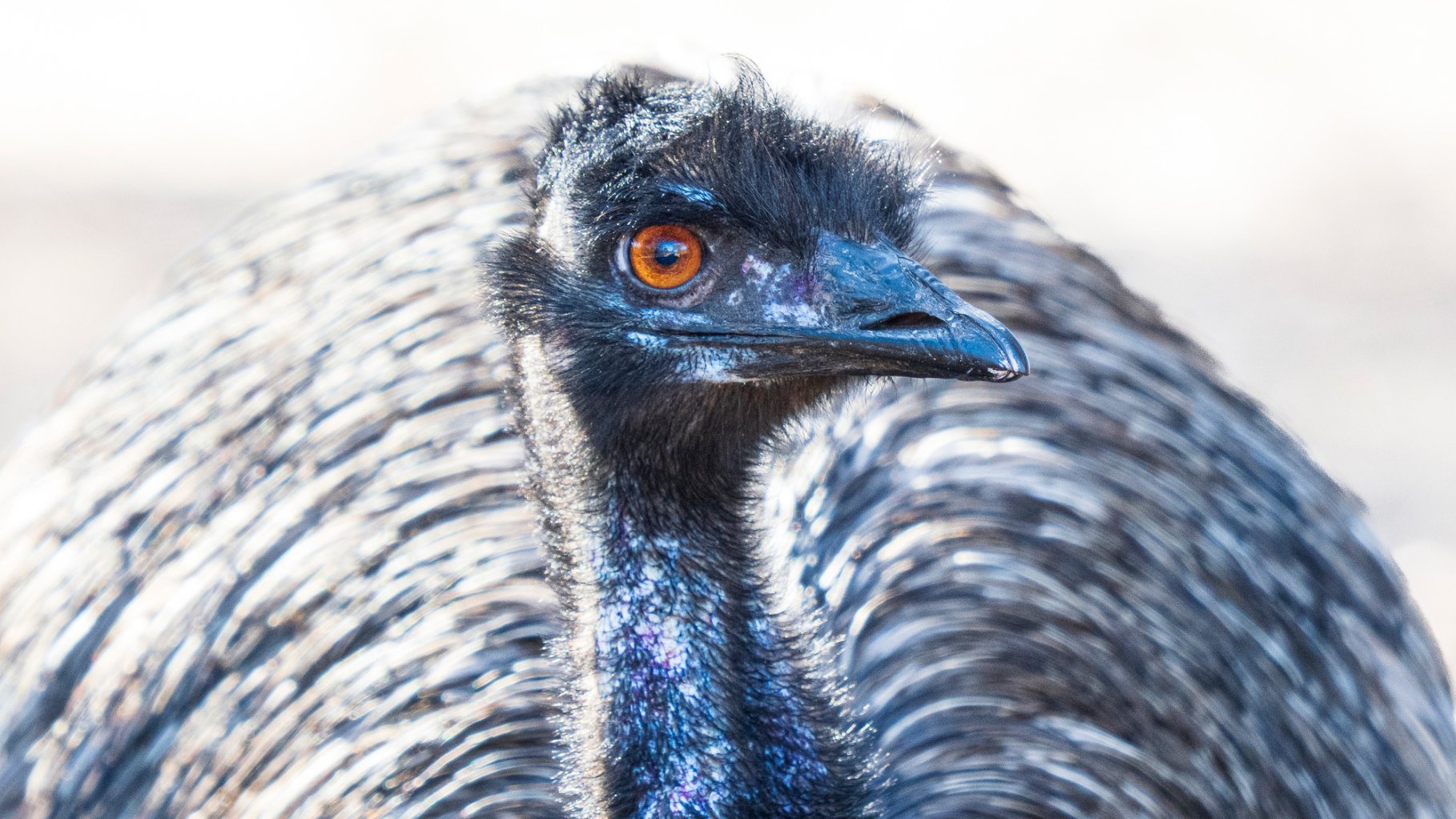 A detailed, extreme close-up of an emu's head and neck against its own feathered body. The emu has a sharp, dark beak and a striking, large orange eye. Its head is covered in fine, black wiry feathers, while the thick, gray and black plumage of its body creates a textured, blurred background.