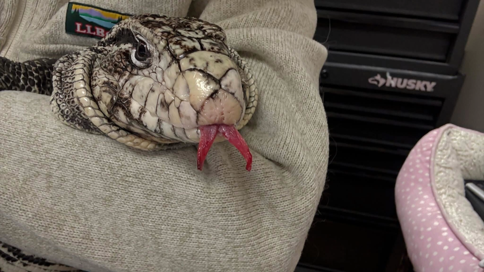 a woman holds a large lizard. it has black and white scales and is sticking out a red tongue tipped black