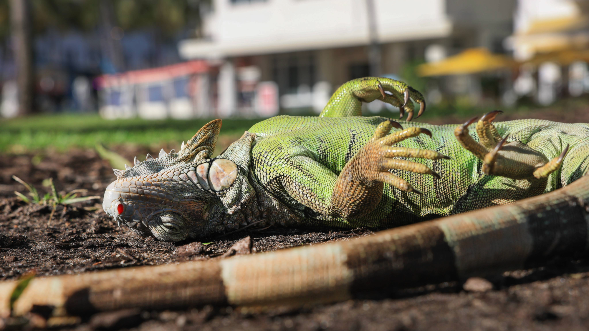 a cold-stunned green iguana likes on its back on the ground in florida