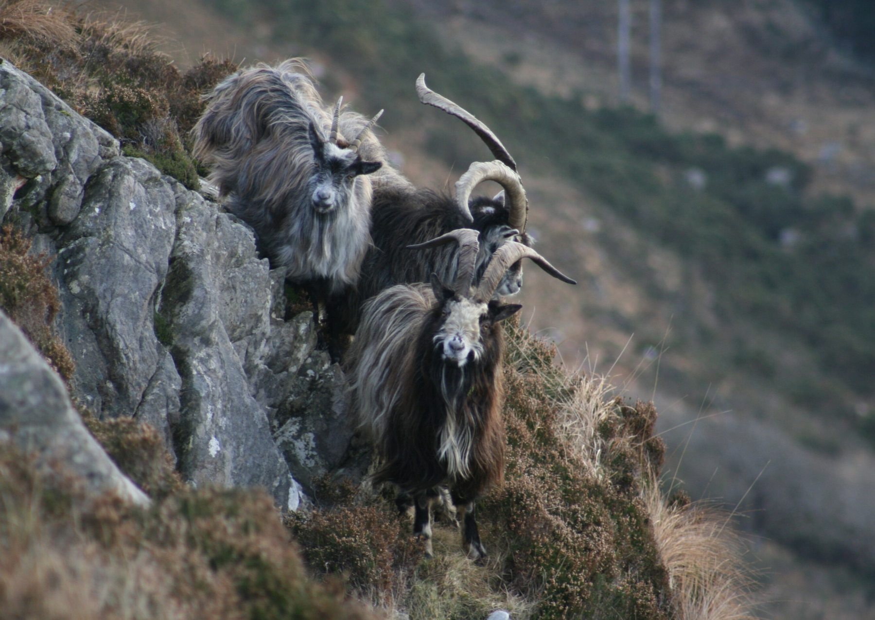 three goats with large horns on a rocky hillside