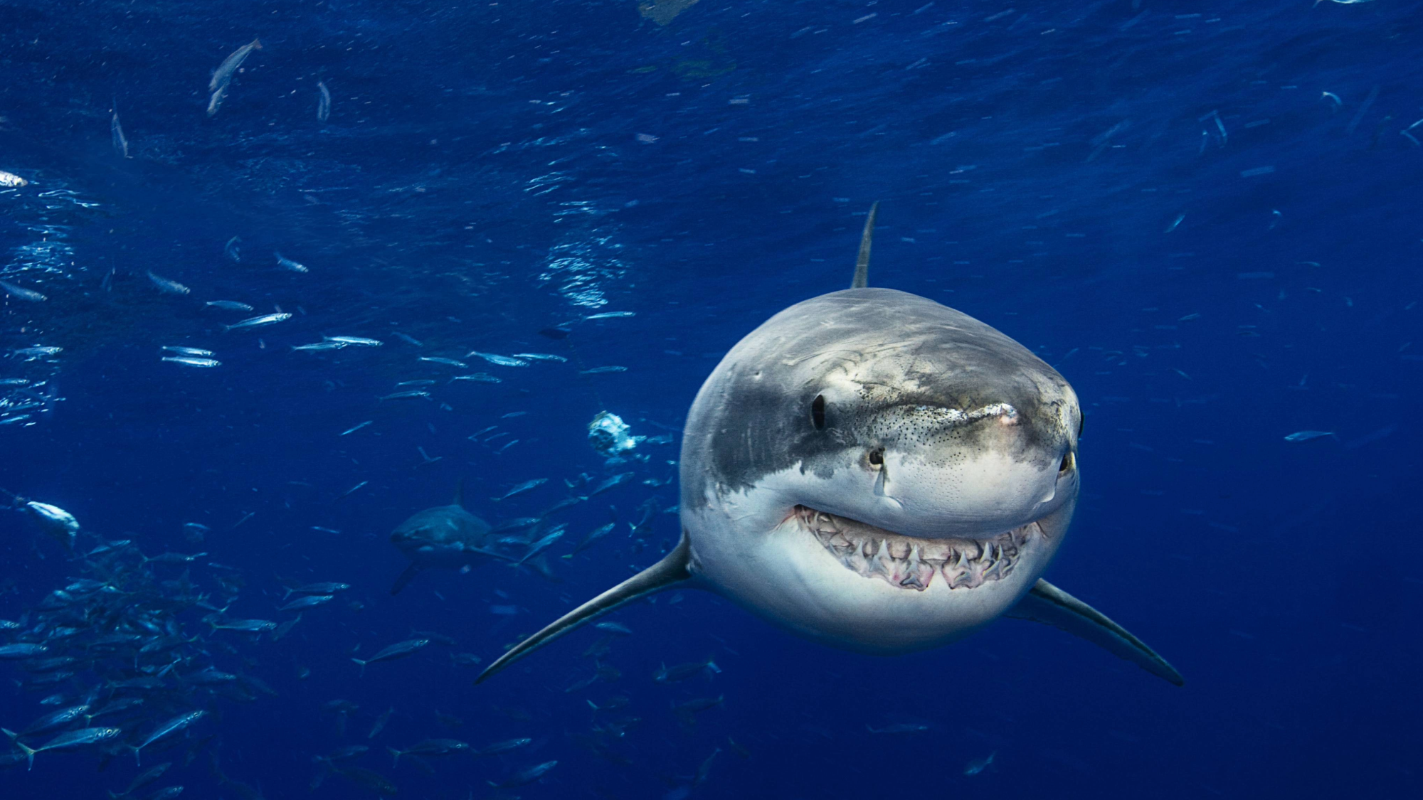 A great white shark swims near Guadalupe Island in Mexico.