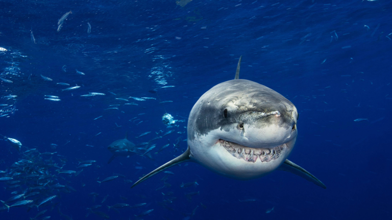 A great white shark swims near Guadalupe Island in Mexico.