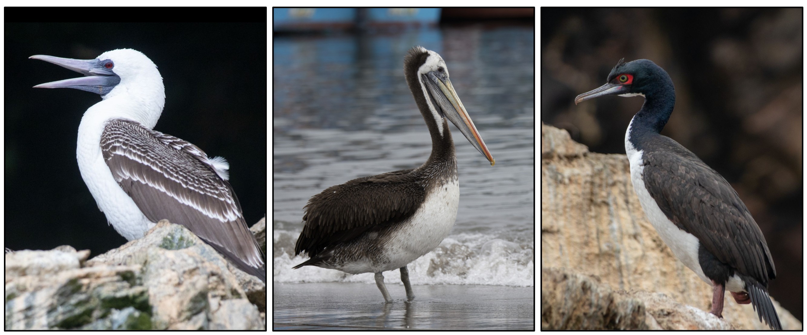 three sea birds with long beaks and black and white plummage