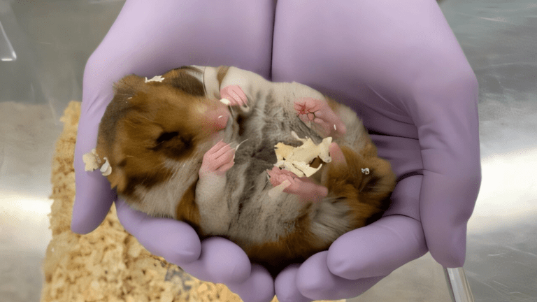 a hamster asleep in the gloved hand of a scientist